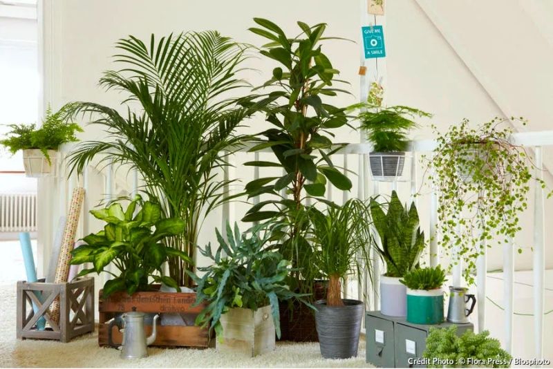 plantes-cuisine-tropicale